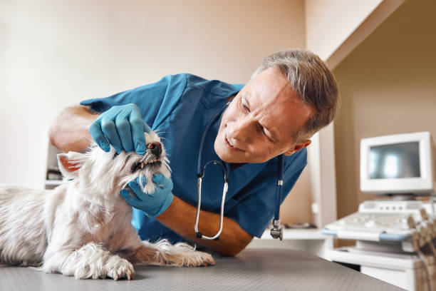 Best Emergency Denture Repair in Kingwood, WV